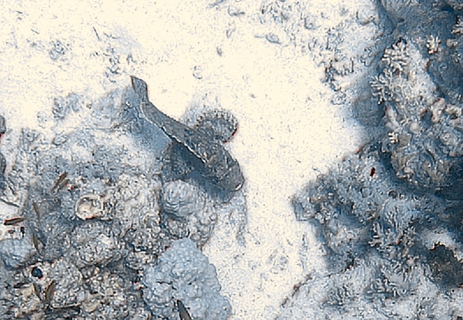 Swinger Scuba Trips